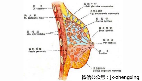 想要隆胸？你必須要知道這些……