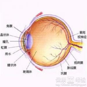 眼底黃斑變性黃斑和周圍視網膜在結構上有什麼不同