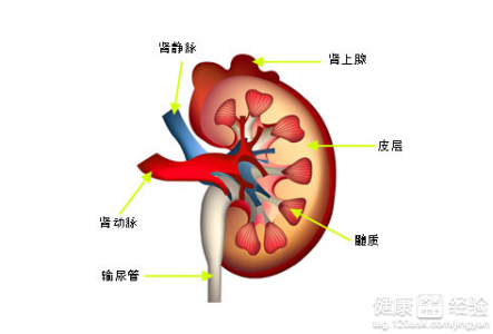 腎髒不好也會影響肌膚美白嗎