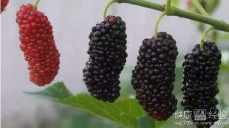 脫發吃什麼好食物