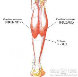 肌肉型小腿怎麼減