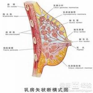 推薦幾種最實用的豐胸方法