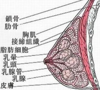 如何選用豐胸產品呢