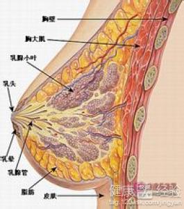 幾個可以豐乳的小方法