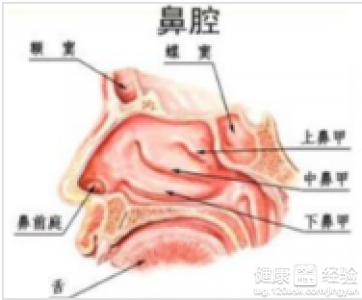 墊鼻子的手術流程